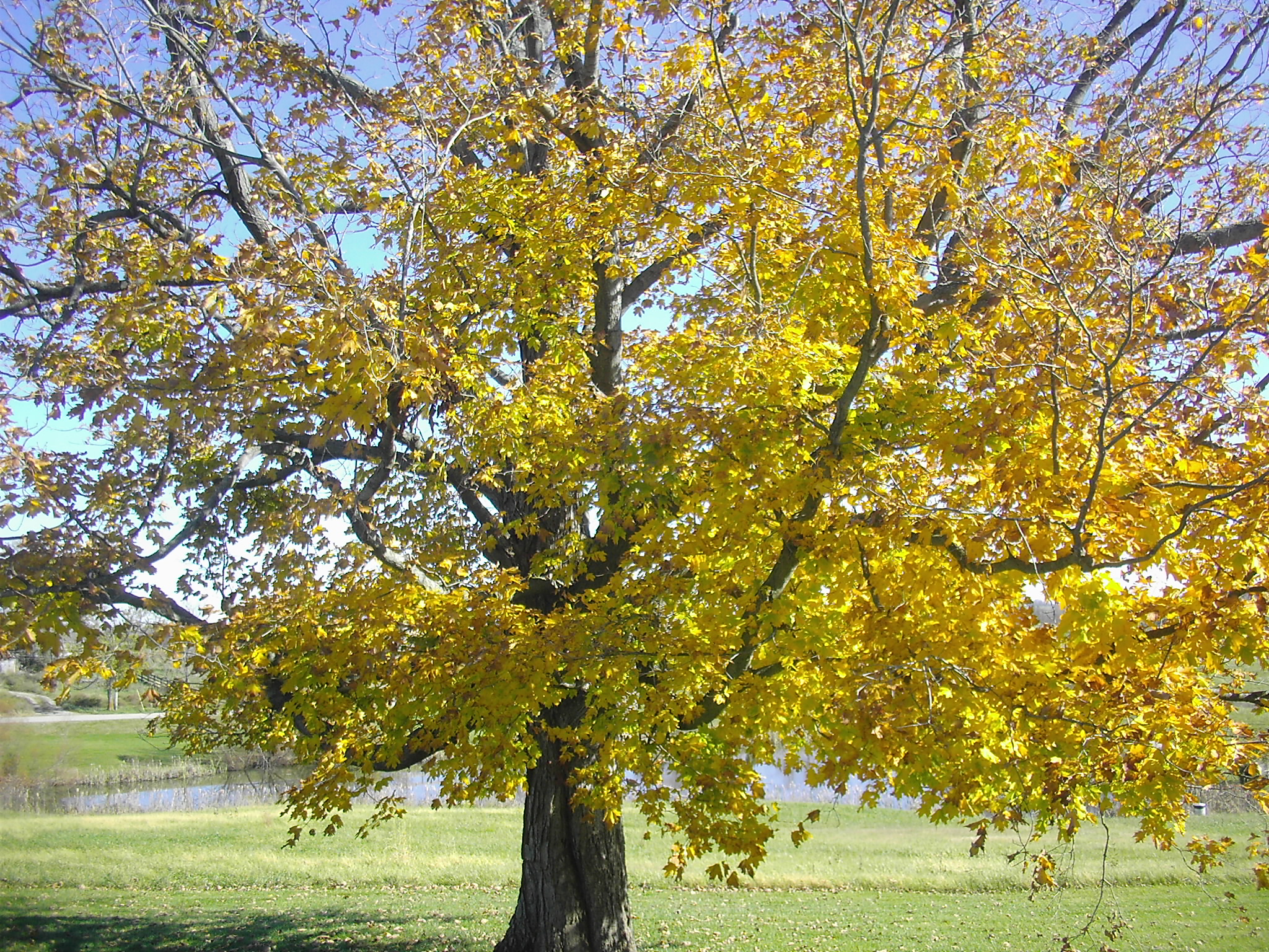 Fall Tree