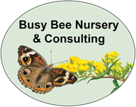 Busy Bee Nursery and COnsulting
