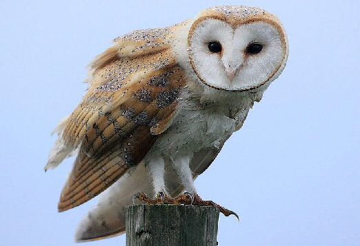 BarnOwl