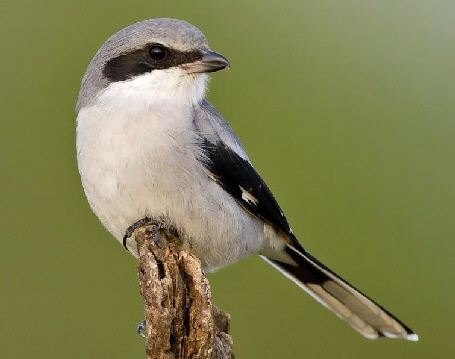 Loggerhead Shrike 2