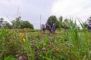 Pville lumsdens battery flowersbelow 618