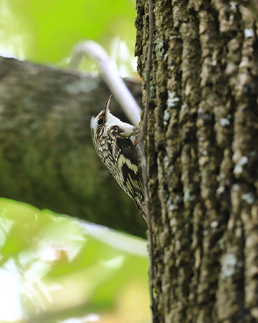 browncreeper1trm rez