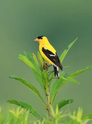 goldfinch1trweb