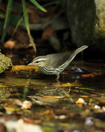 northernwaterthrush2trm (005)